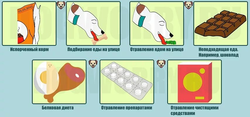 Собака болеет. Лечебная собака. Собака кашляет. Симптомы при отравлении у собак. При отравлении собаки.