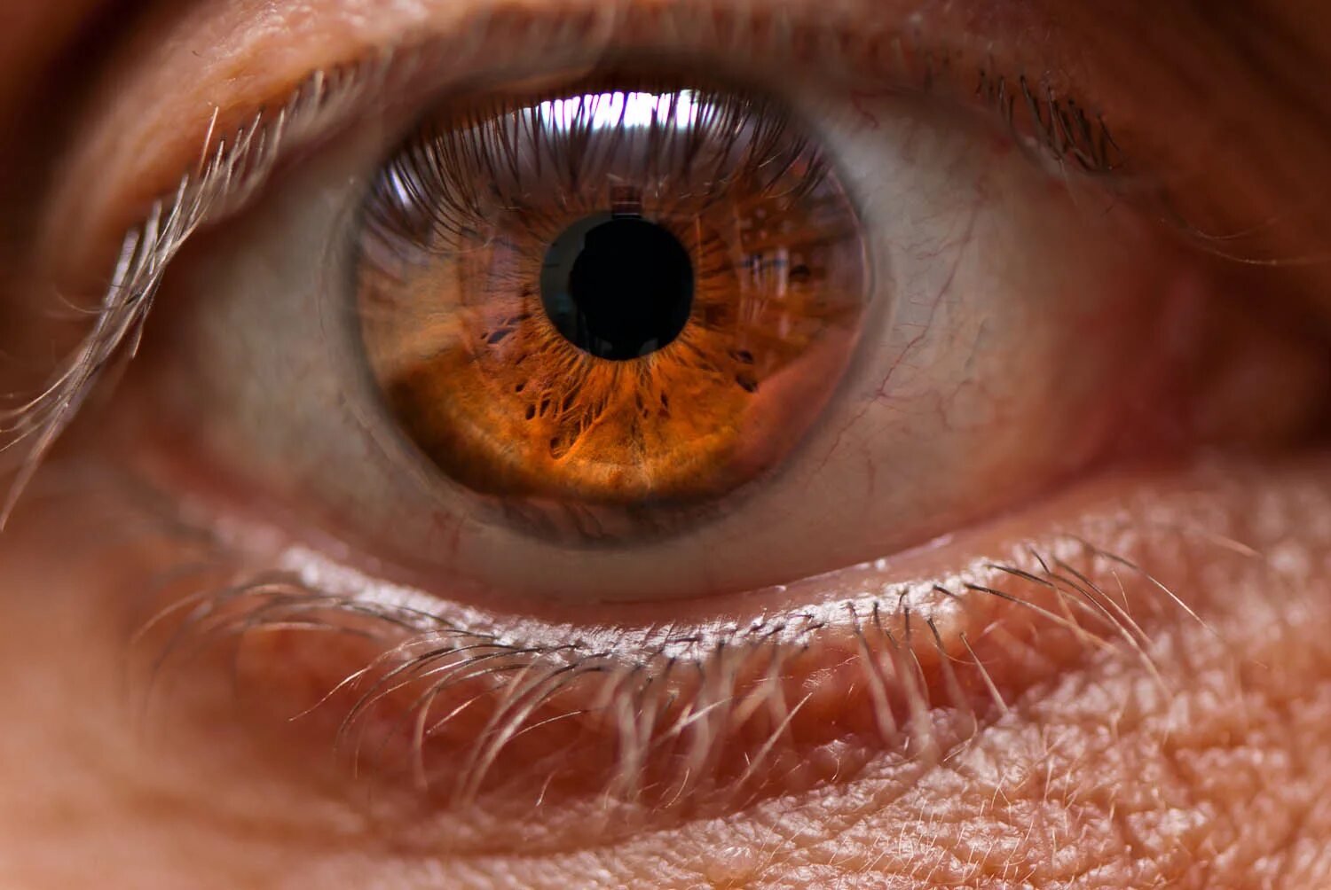 Красивые глаза. Светло-карие глаза у мужчин. Макросъемка глаза. Глаз фото крупным планом. Здоровый глаз человека.