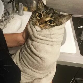 Кот шаурма