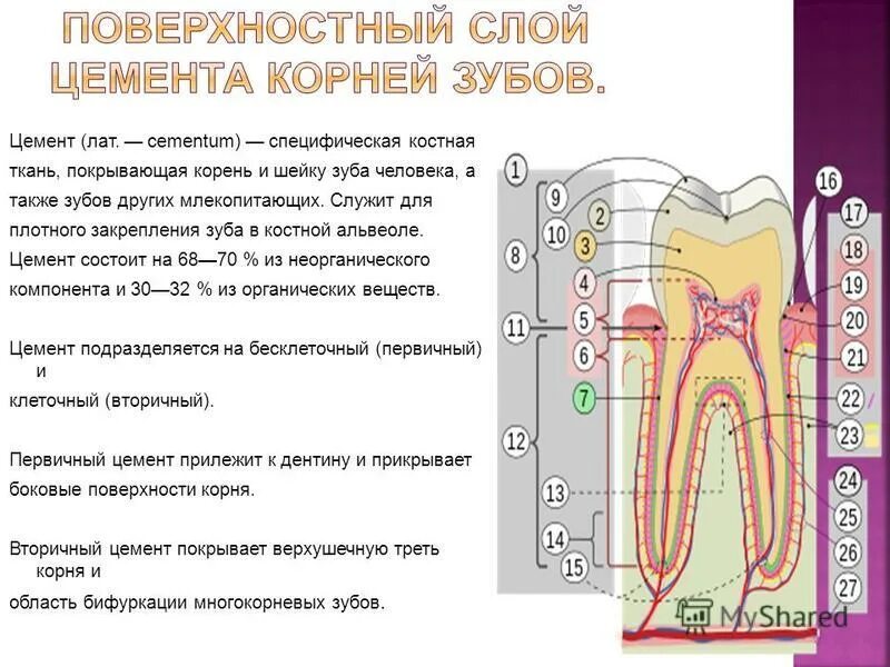 Какую функцию выполняет шейка зуба