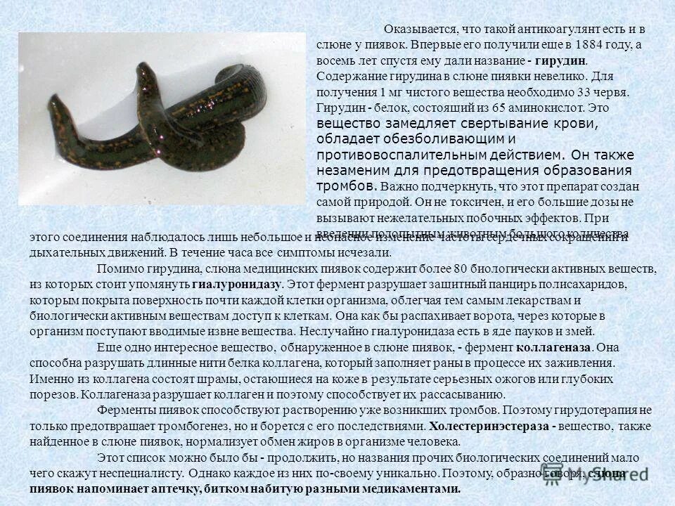 Внешнее строение медицинской пиявки. Слюнные железы пиявок содержат. Медицинская пиявка кровеносная система. Сколько хранятся пиявки. Показания для постановки пиявок.