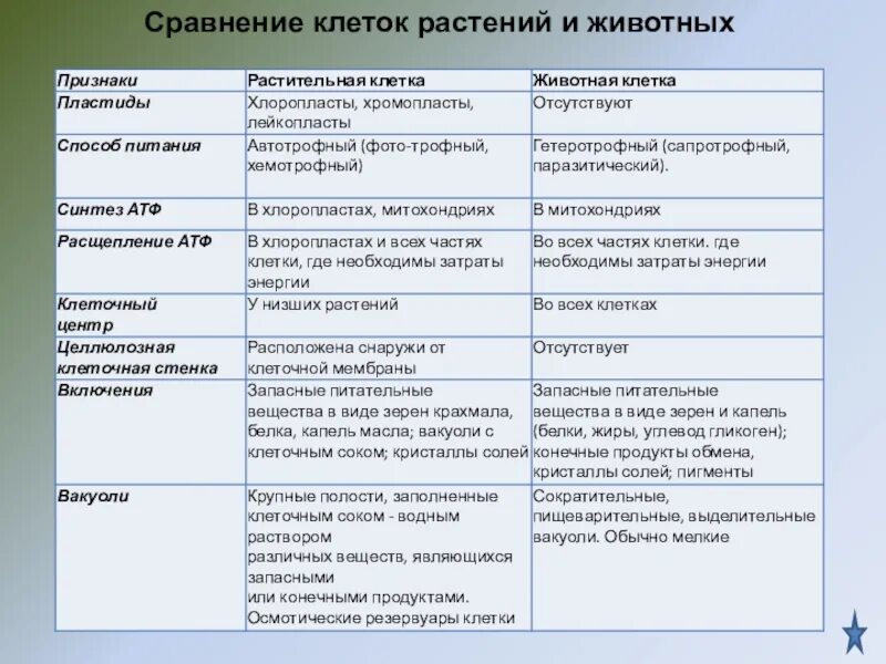 Сравните строение животной. Сравнение органоидов растительной и животной клетки таблица. сравнение растительной и животной клетки таблица. сравнение растительной и животной клетки. животная клетка и растительная клетка сравнение.