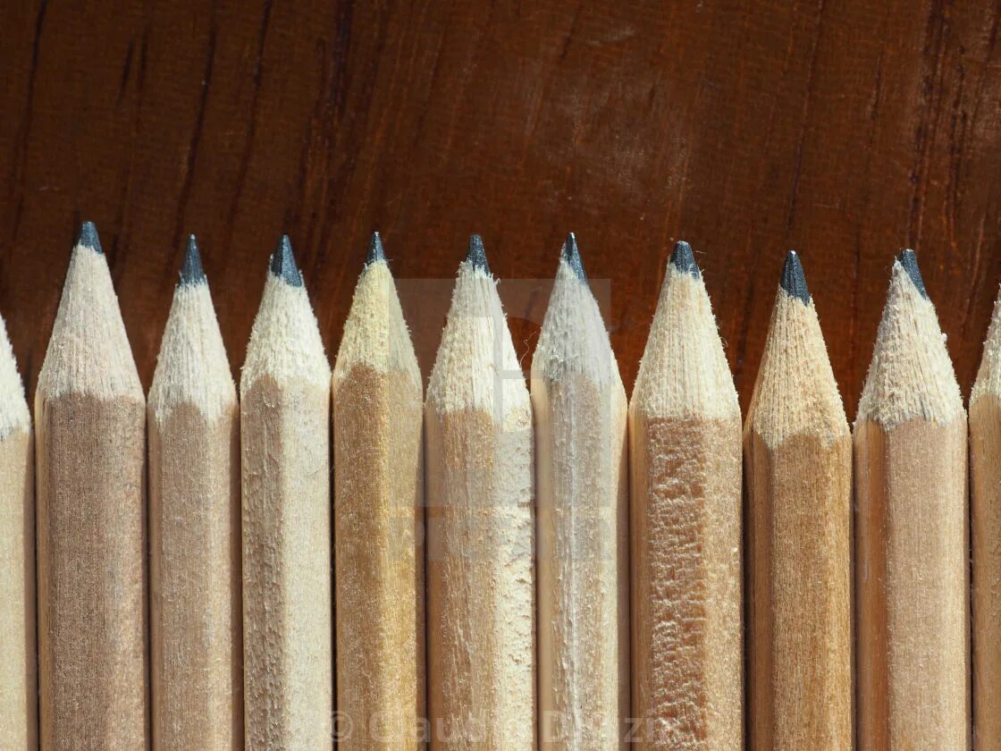 карандаш из ветки. из какого дерева карандаши. деревянный карандаш. древесина карандашом. дерево карандашом.