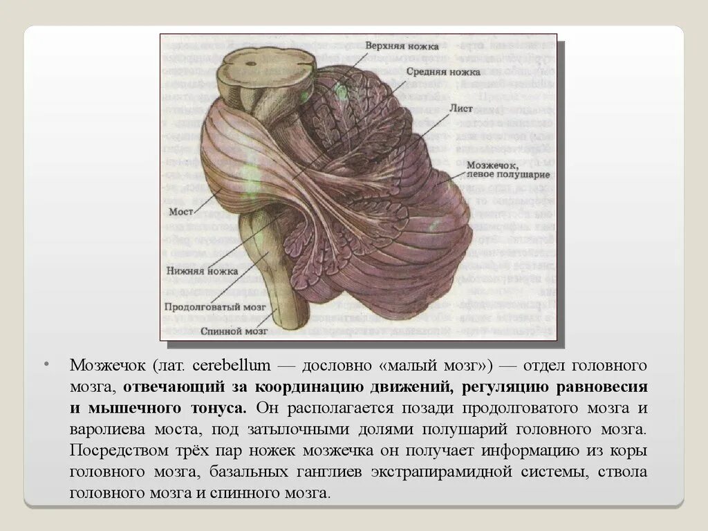 Средние ножки мозжечка. Ножки мозжечка анатомия. Средняя ножка мозжечка. Верхние ножки мозжечка. Средние мозжечковые ножки соединяют мозжечок с.