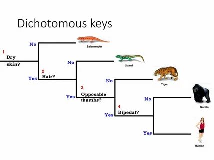 Дихотомические ключи 7 класс