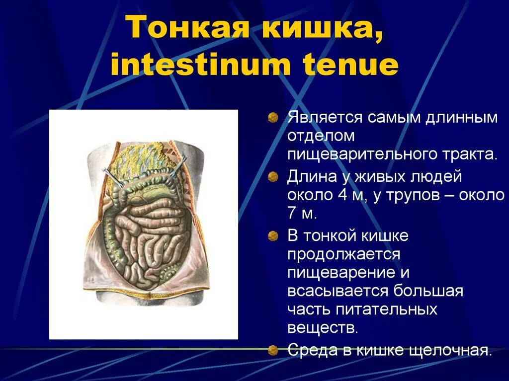 Тонкая кишка (intestinum tenue) функции. Отделы тонкого кишечника человека. Толстая кишка среда