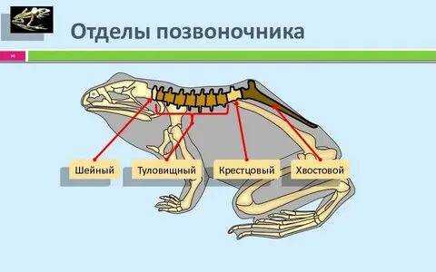Животных 4 отдела позвоночника