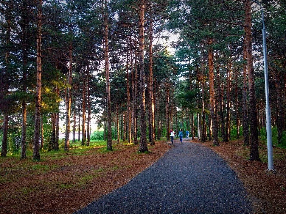Сургут парк фото. Парк сайма сургут. Парк сайма сургут. Парк кедровый лог сургут. Сайма сургут мост.
