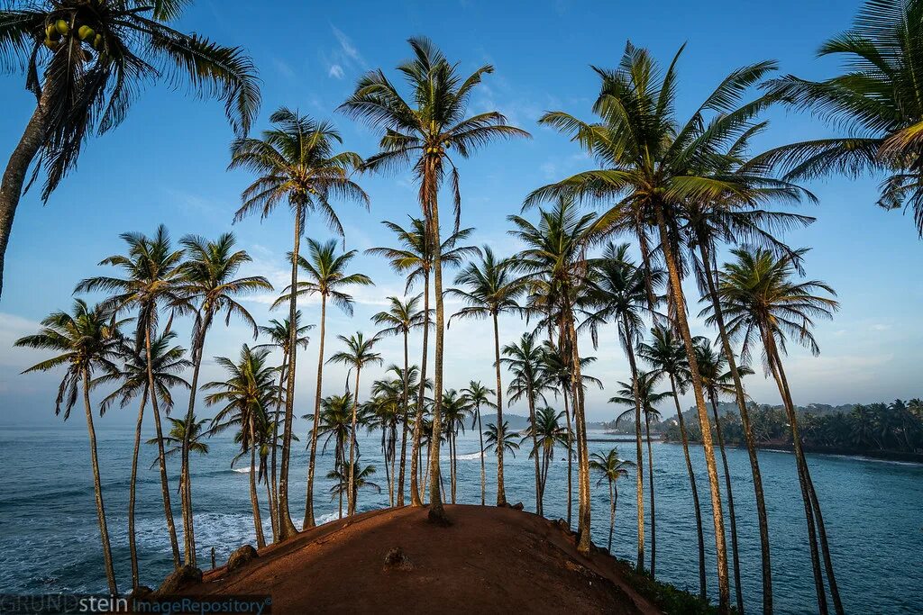 Пальмы шри ланки. Mirissa Шри Ланка. Пляж Мирисса Шри Ланка. Шри Ланка Мирисса пляж кокосовый. Коконат Хилл Шри Ланка.