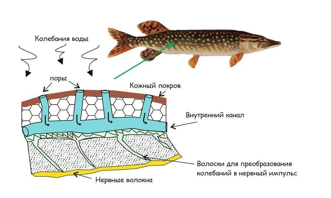 Органы боковой линии у каких рыб. Органы боковой линии у рыб. Боковая линия рыб рыб. Строение органа боковой линии у рыб. Схема строения боковой линии рыб.
