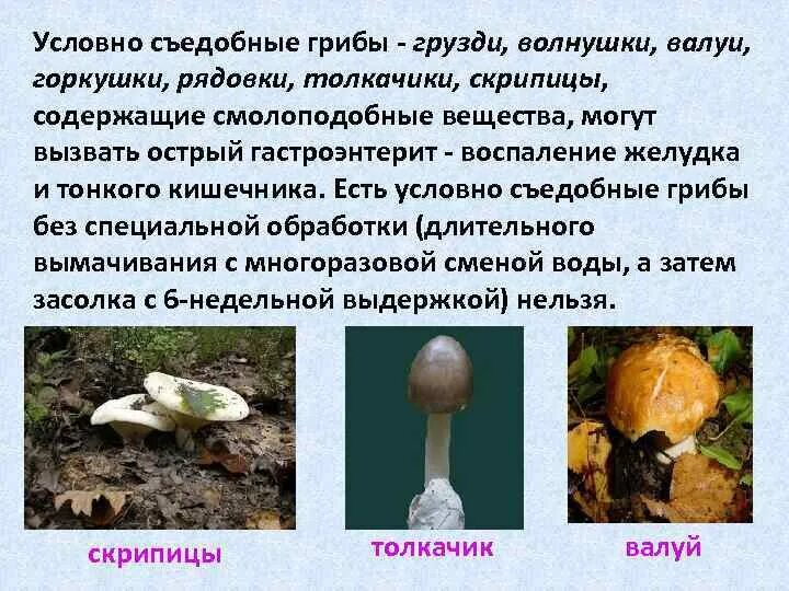 Съедобные и условно съедобные грибы таблица. Разновидности грибов. Классификация грибов по съедобности. Таблица съеднвх и не сьедобных грибов. Съедобные грибы и несъедобные грибы названия.