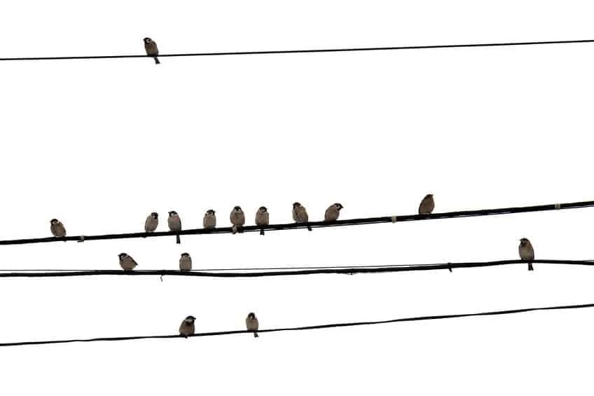 Птицы на проводах. Птицы сидят на проводах. Маленькие птички на проводе. Воробьи на проводе.