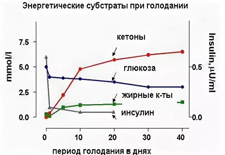 Глюкоза при голодании. Синтез глюкозы. Глюконеогенез. Особенности метаболизма нервной ткани. Повышение концентрации глюкозы в крови.
