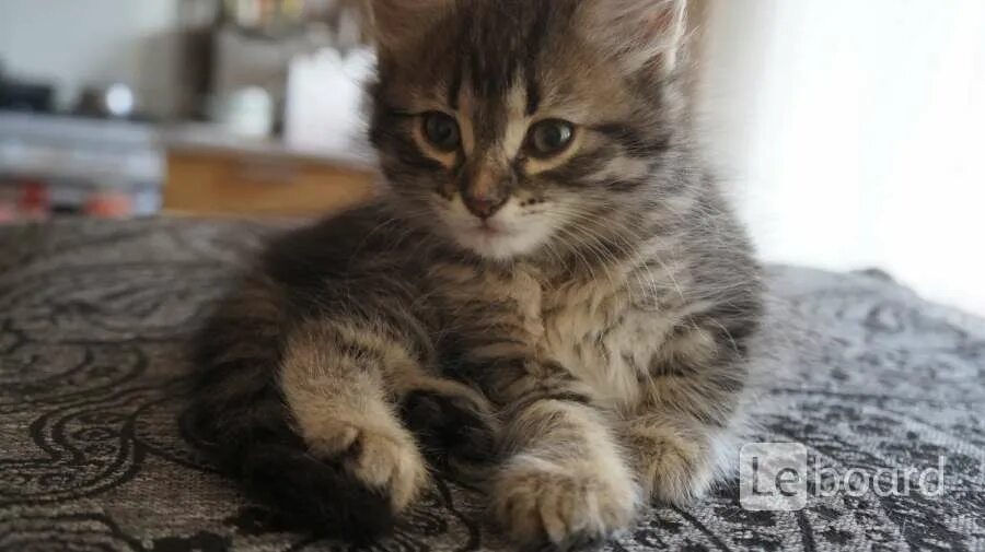 Отдам котенка в добрые руки нижний. Отдам котенка в добрые руки нижний. Котята даром в нижнем новгороде. Котята в добрые руки. Отдам котят в добрые руки.