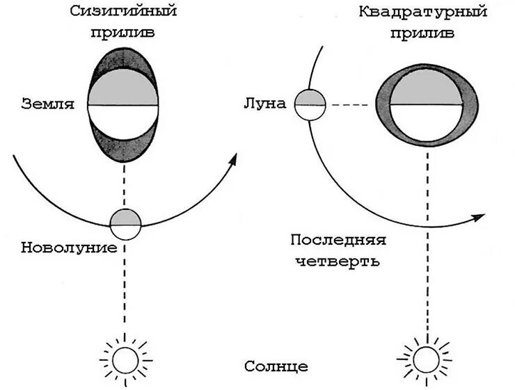Фазы приливов. Схема приливов и отливов на земле. схема возникновения приливов. приливы и отливы влияние луны схема. земля луна отлив прилив схема.