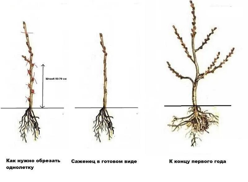 Как подрезать грушу весной