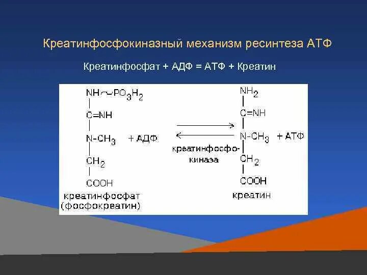 Механизм ресинтеза атф. АТФ ресинтез креатинфосфат. Креатинфосфокиназная реакция ресинтеза АТФ. Превращение креатинфосфата в АТФ. Креатинфосфат в мышцах.