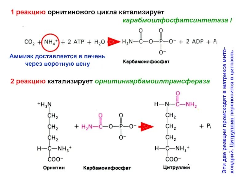 Орнитинкарбамоилтрансфераза катализирует. Орнитиновый цикл 5 реакций. 1 Реакция орнитинового цикла. Орнитиновый цикл 1 реакция. Орнитиновый цикл реакции