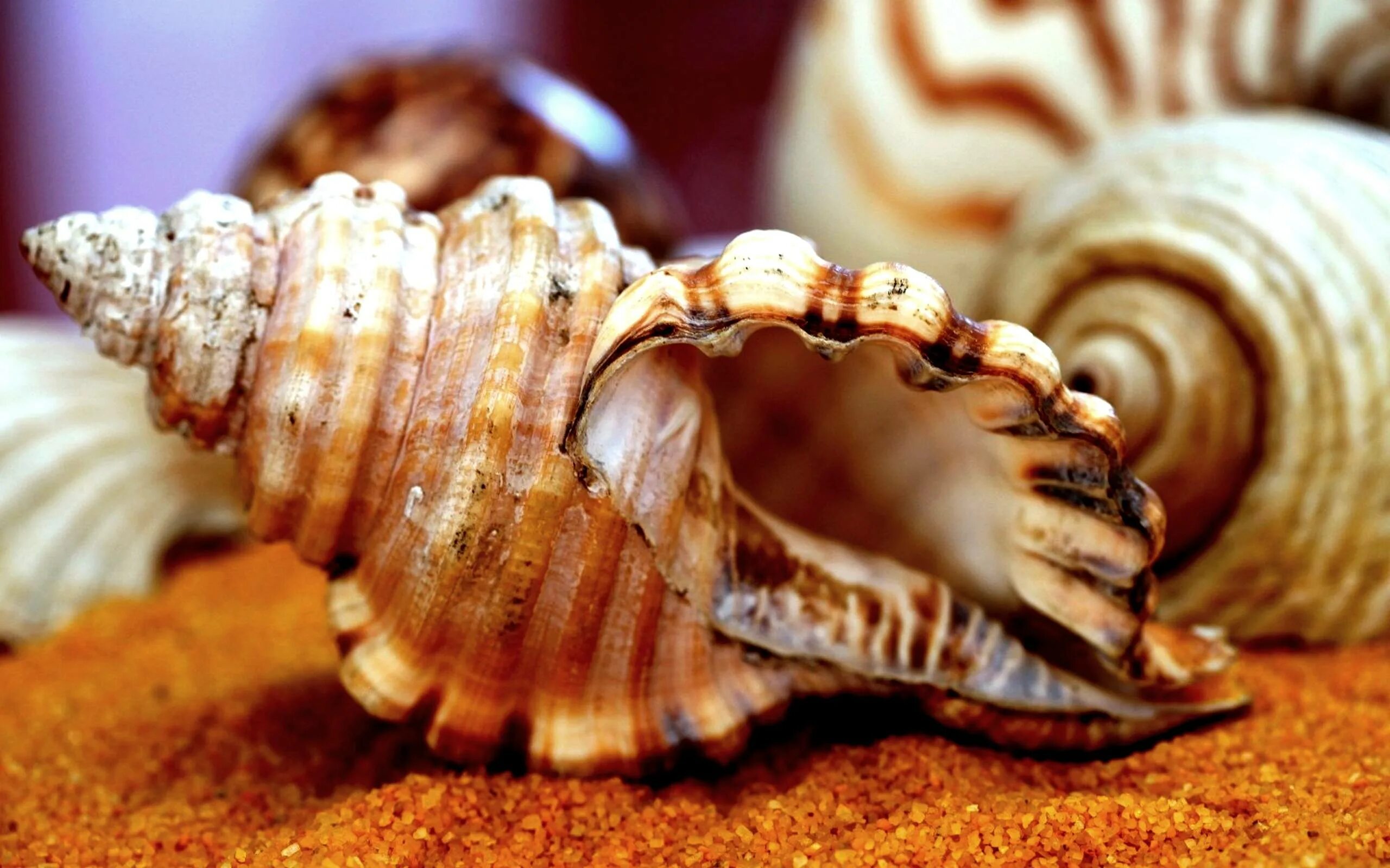 Sea shell