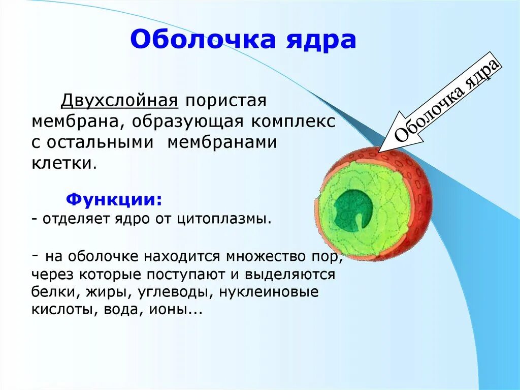 Как называется отверстие в оболочке ядра клетки. Оболочка ядра функции в растительной клетке. Оболочка ядра клетки. Строение оболочки ядра. Строение оболочки ядра клетки.