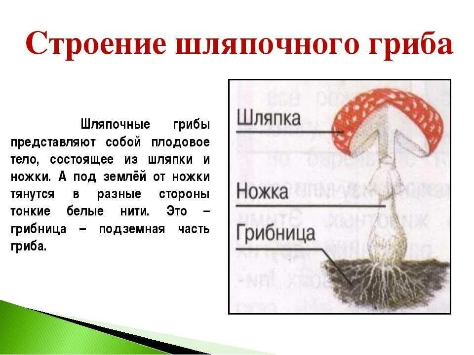 Каковы особенности строения. Строение шляпочного гриба мухомора. строение шляпочного гриба грибов. гриб строение шляпочного гриба. части строения шляпочного гриба.