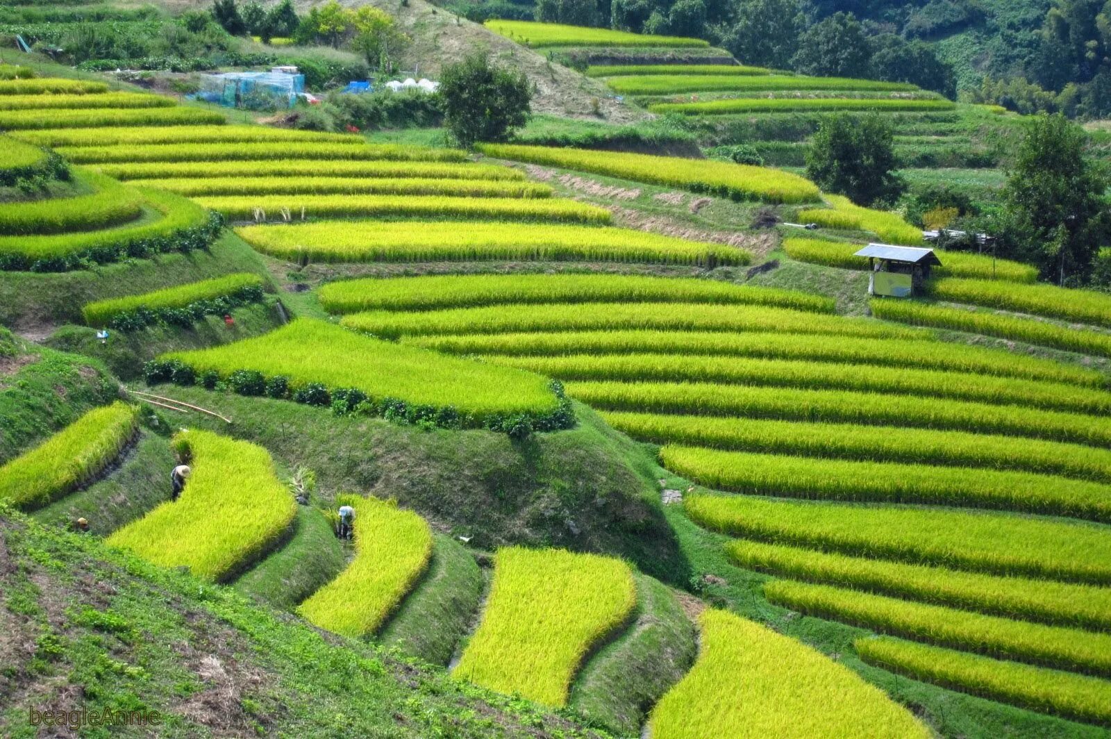 Source field. Terraced fields. terraced fields перевод.