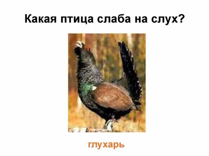 Какая самая слабая птица
