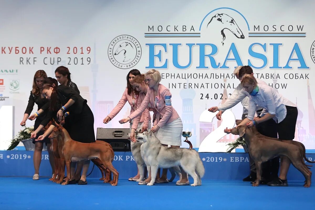 23 выставка собак москва. Крокус Экспо выставки собак. Выставка РКФ. Выставочные классы собак. Экспо выставка собак.