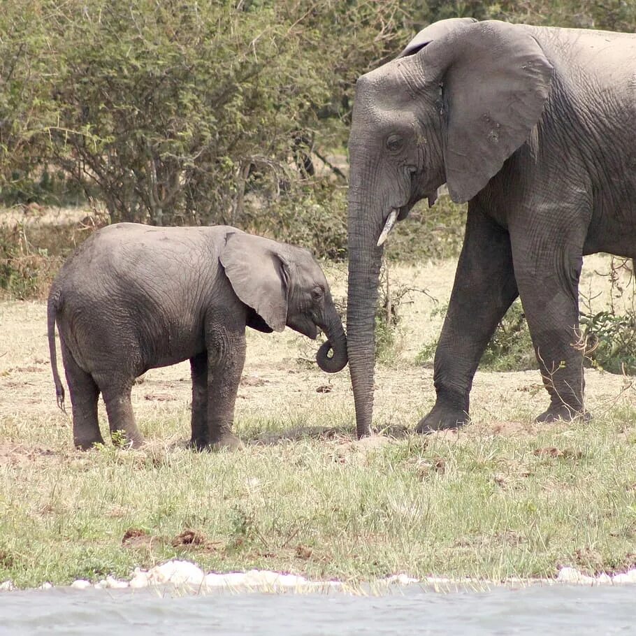 Two elephants. Слоны в дикой природе. Слониха со слоненком. Слон серый. Серые слоны.