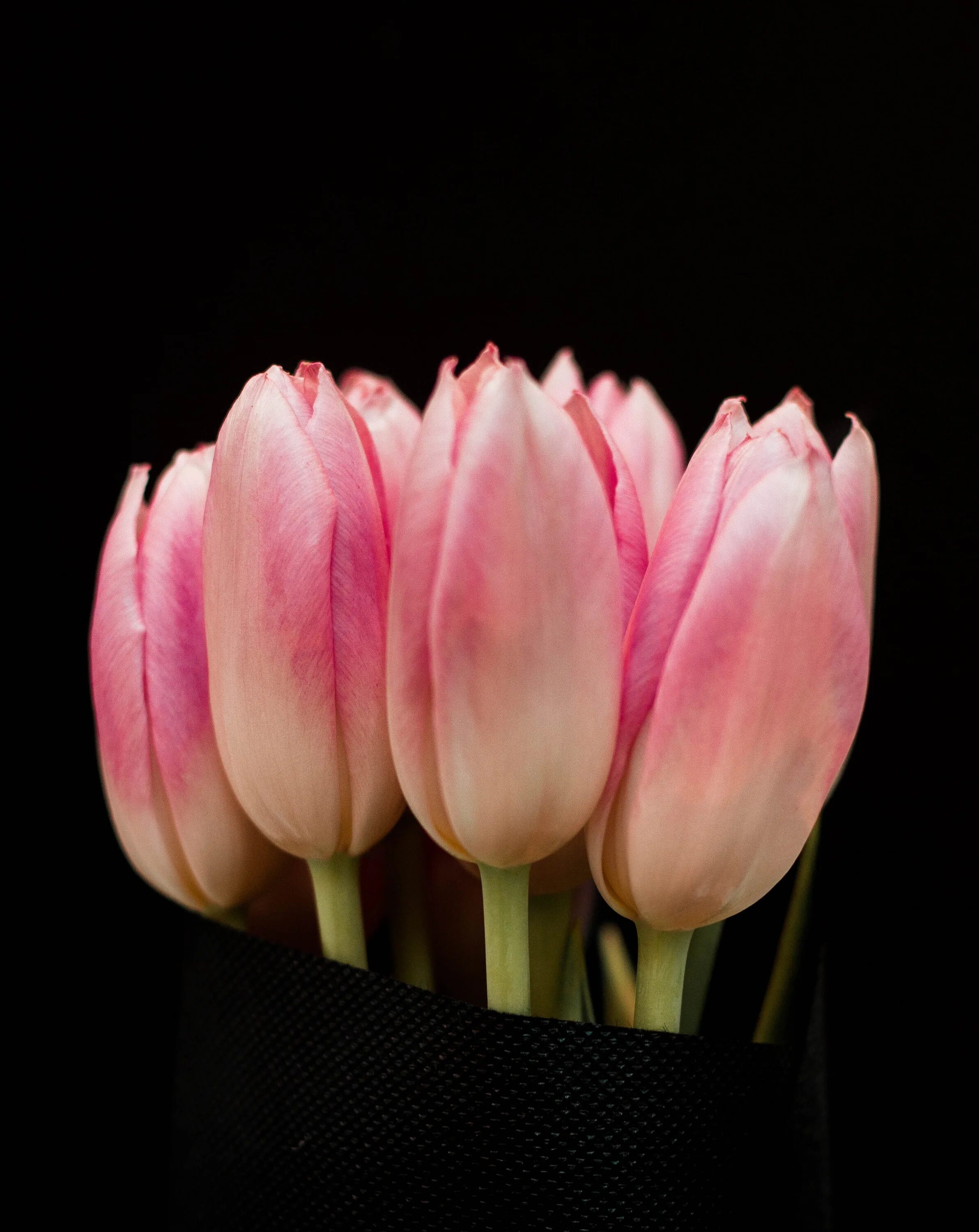 Что значат розовые тюльпаны. Блэк Пинк тюльпаны. Розовые тюльпаны. Бледно розовые тюльпаны. Крупные розовые тюльпаны.