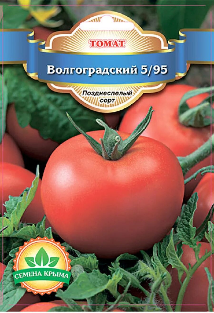 Томат волгоградский скороспелый урожайность. Томат Волгоградский скороспелый. Томат сорт Волгоградский скороспелый. Томат Волгоградский скороспелый характеристика. Сорт томатов Волгоградский 5/95.