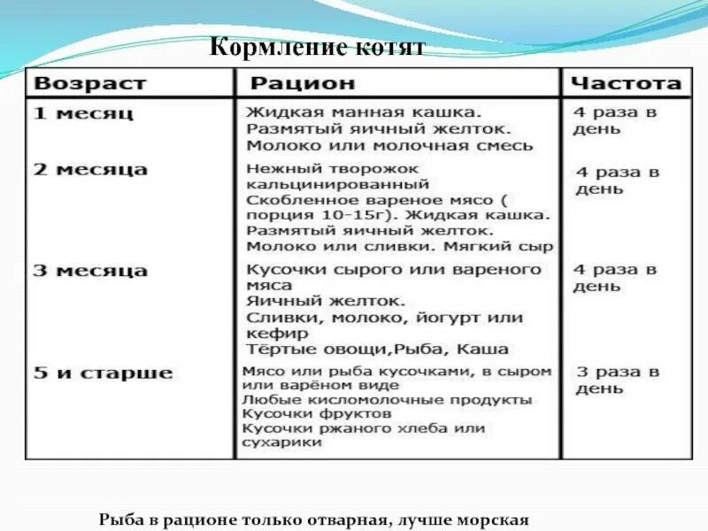 Чем кормить месячную кошку. Чем кормить котёнка в 1.5 месяца в домашних условиях. как кормить котенка 1 5 месяца кормом. чем кормить 1 месячного котенка. чем кормить 1 месячного котенка в домашних условиях.