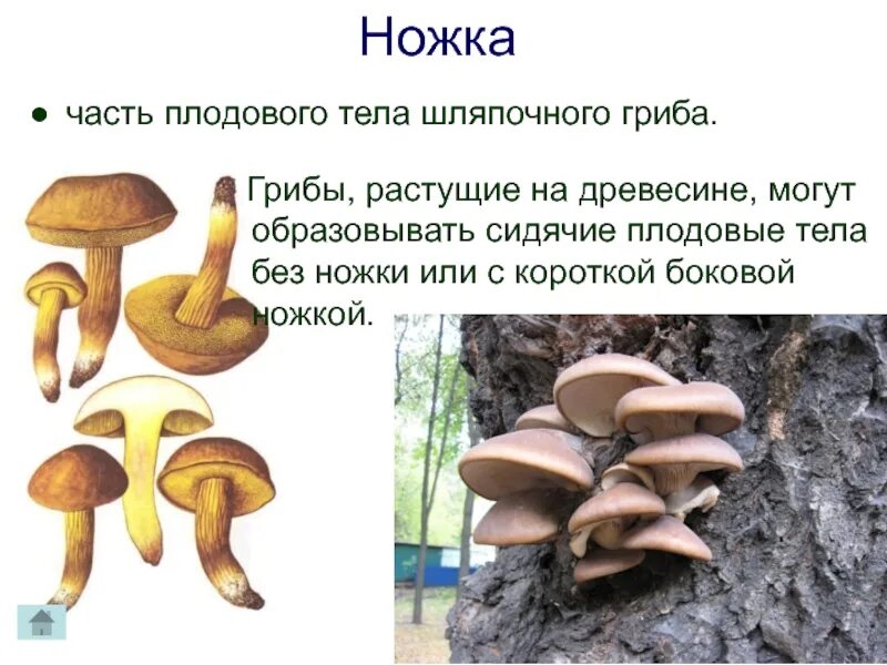 Гриб (плодовое тело). Плодовые тела шляпочных грибов. Функции плодового тела у шляпочных грибов. Грибы без плодового тела.