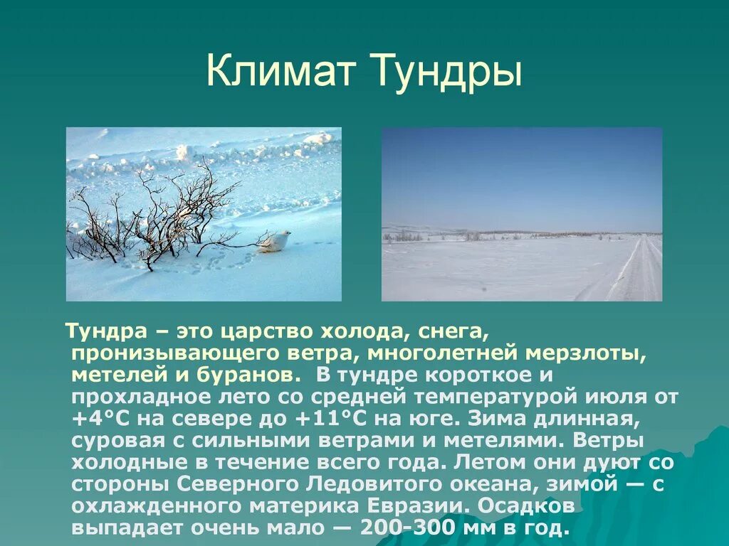 Тундра отличается