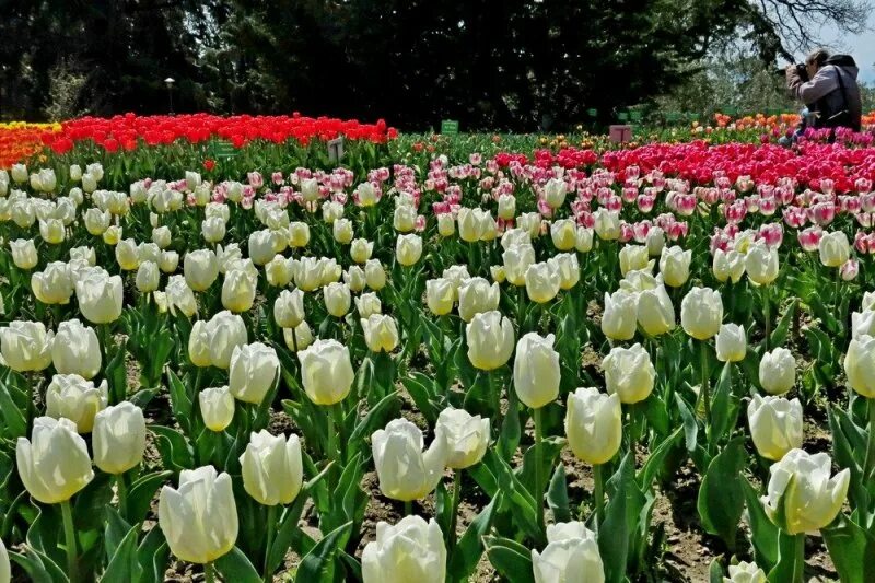 Парад тюльпанов в крыму 2024 цена. Никитский Ботанический сад бал тюльпанов. Никитский Ботанический сад тюльпаны. Никитинский Ботанический сад тюльпаны. Никитский сад тюльпаны.