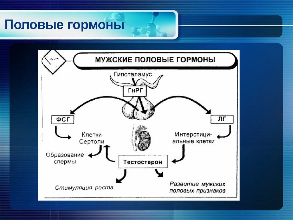 Схема половых гормонов. Мужские половые гормоны схема. Схема синтеза половых гормонов. Синтез мужских половых гормонов.