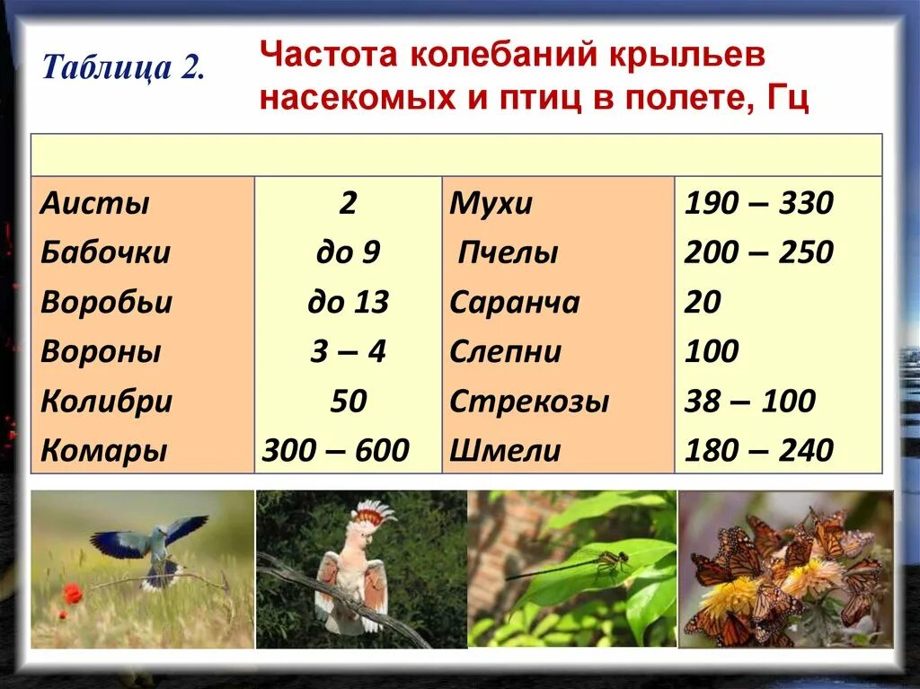 Шмель взмахов в секунду. Частота колебаний крыльев комара. За время полета муха делает 15000 взмахов. За время полета муха делает 15000 взмахов. Период колебаний крыльев шмеля 5 мс частота.