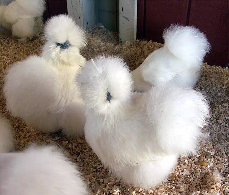 Китайские шелковые куры петух. Порода кур китайская шелковая. Китайская хохлатая курица. Китайская шелковая. Шерсть курицы.