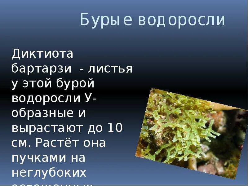 Водоросли презентация. Водоросли биология презентация. Водоросли презентация 6 класс. Сообщение о водорослях.