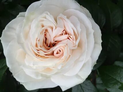 Classic rose