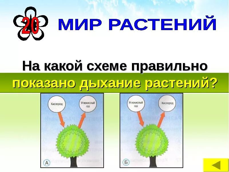 Схема питания и дыхания растений. Дыхание растений. Питание растений и дыхание растений. Дыхание растений растений. Подготовить сообщение о дыхании растений