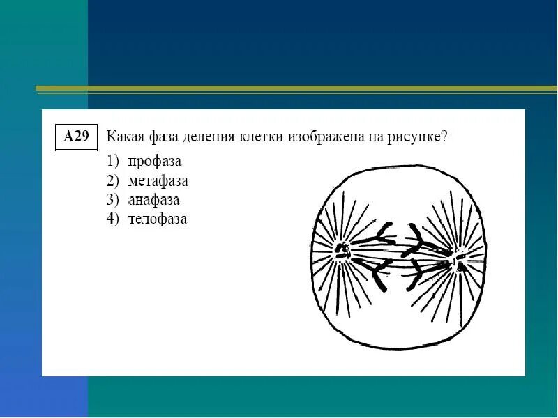 4n4c какая фаза. Фаза деления клетки анафаза. Определите Тип и фазу деления клетки изображенной. Деление клетки метафаза. Какая фаза деления клетки изображена на рисунке.