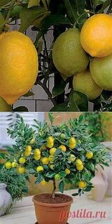 Лимон для домашнего выращивания какой лучше