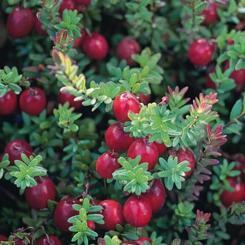 Клюква Болотная. Клюква крупноплодная Пилигрим. Клюква Болотная фото. Vaccinium macrocarpon Red Star. Известно что клюква болотная стелющийся кустарник