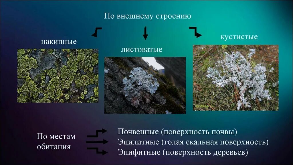 Лишайники по внешнему виду и окраске подразделяются. Накипные листоватые кустистые. лишайники накипные листовые кустистые. место обитания листовых лишайников. место обитания накипных лишайников.