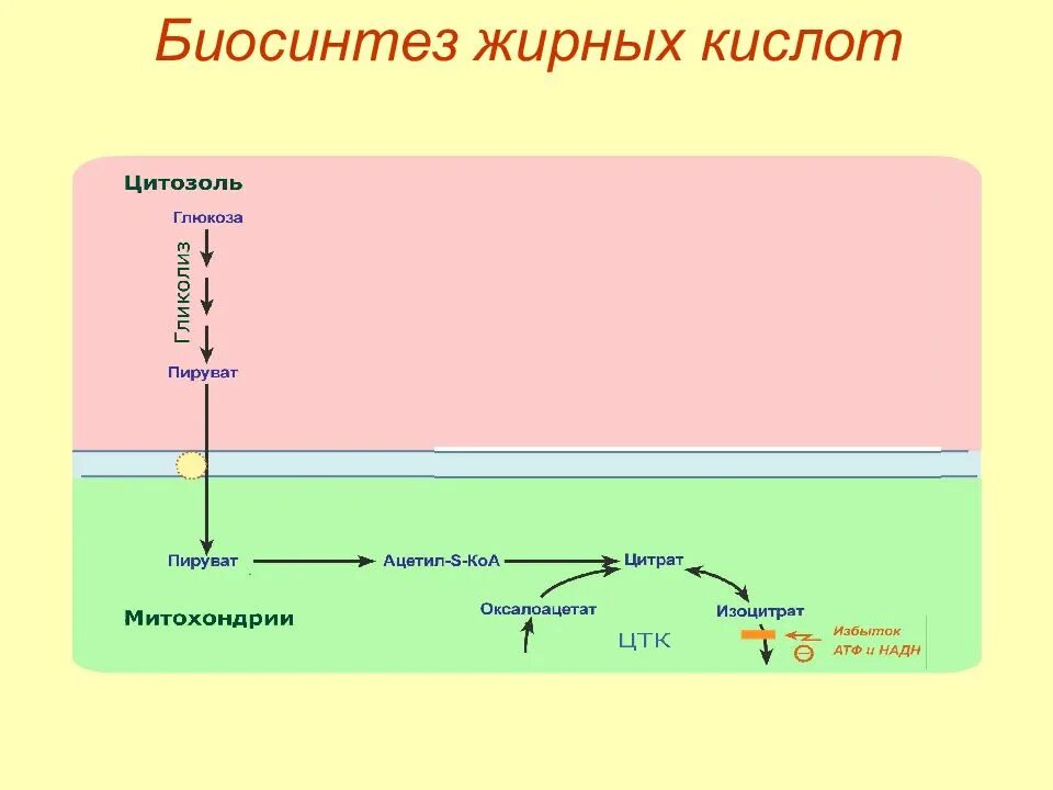 Синтез вжк. Биосинтез высших жирных кислот. Биосинтез высших жирных кислот схема биохимия. Синтез жирных кислот биохимия реакции. Синтез жирных кислот схема.