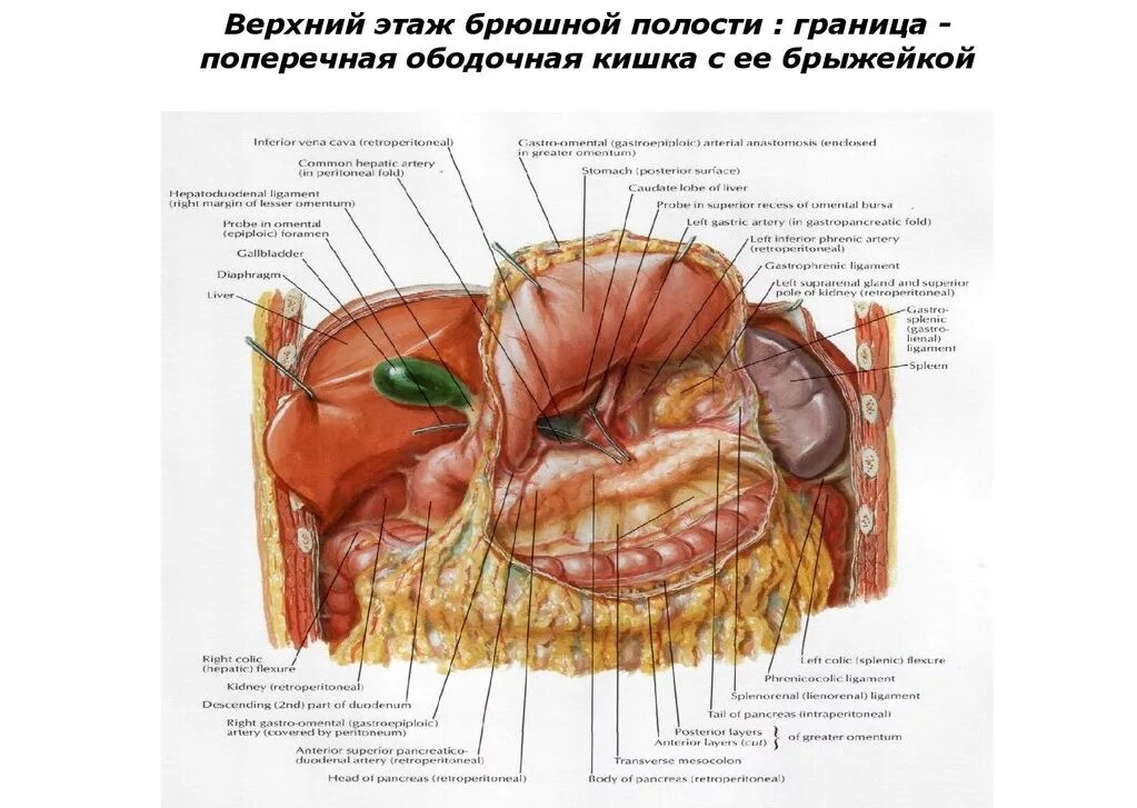 Строение брюшной полости у женщин. Строение брюшины и брюшной полости. Анатомия органов человека брюшной полости. Брюшная полость строение анатомия. Анатомия брюшной полости Неттер.