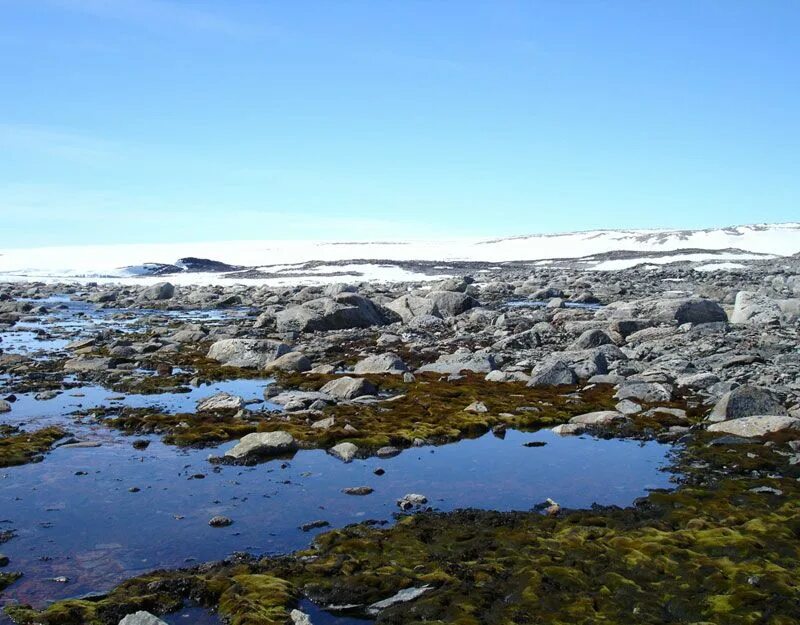 В середине 20 века антарктида. Экосистема Антарктиды. Lichens Antarctic. Новая экосистема в Антарктиде. Морские экосистемы Антарктиды.