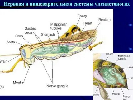 Системы членистоногих