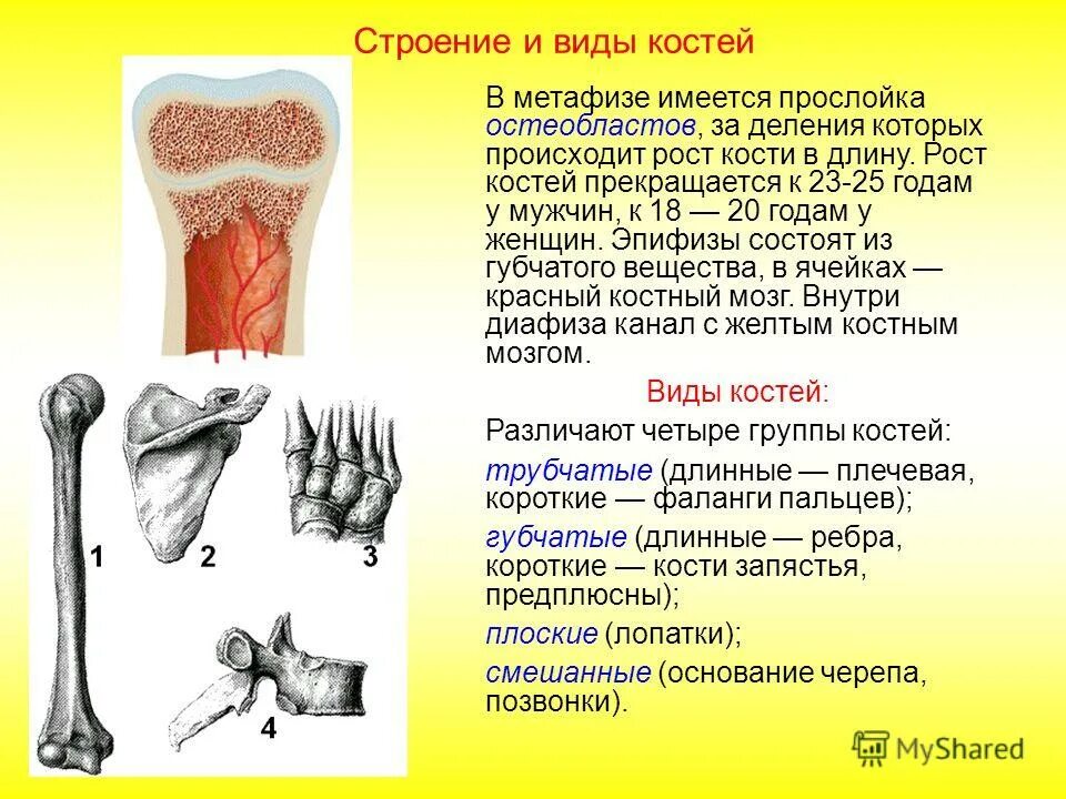 Тип соединения трубчатой кости. Строение и виды костей. Типы соединения трубчатых костей. Строение соединительных костей.